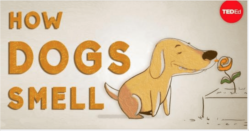 Splash screen for how dogs smell.